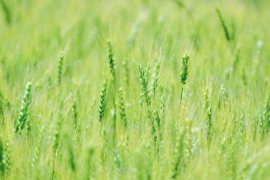 收麦时布谷叫声,布谷叫的声音收麦