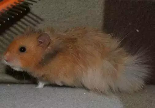 仓鼠的种类习性详细介绍,仓鼠有哪些亚种种类