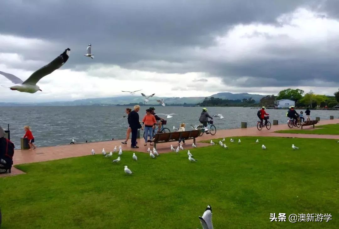 新西兰游学冬令营两周费用,新西兰游学团推荐