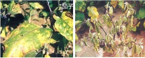 茄子辣椒的枯萎病怎样处理,茄子枯萎病怎么防治