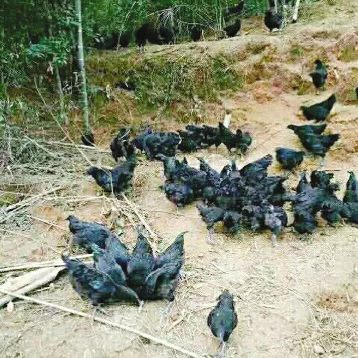 乡贤带领农民增收致富,种植甜香瓜带动村民致富