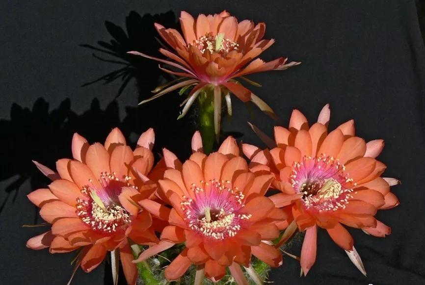 100种仙人球花图片,100种仙人球的品种视频