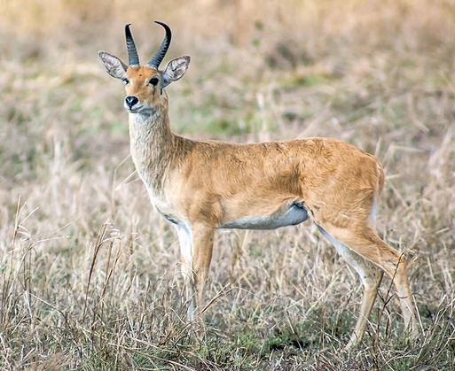 非洲牛科,物种繁多,来认识一下非洲大陆的各种羚羊吧