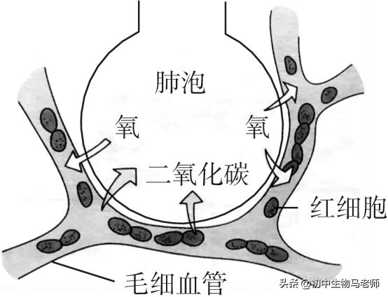 中考生物复习要点速记（人教版）第四单元生物圈中的人
