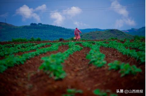 香甜的雪莲果,好吃的雪莲果哪里找