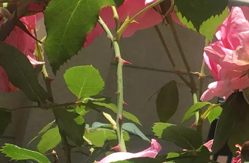 蔷薇月季玫瑰哪种最好养,蔷薇月季玫瑰区别是什么