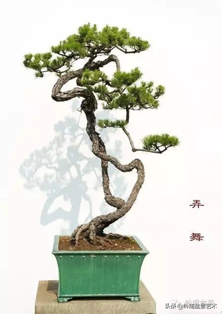 以根代杆下细上粗式盆景图片,十种适合吊着养的盆景