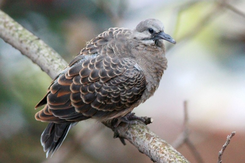 养八哥时粪便怎么处理,手养5个月八哥鸟技巧