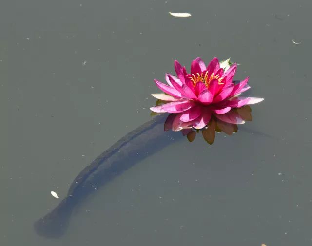 黑鱼基本都在哪,关于黑鱼的深度解析