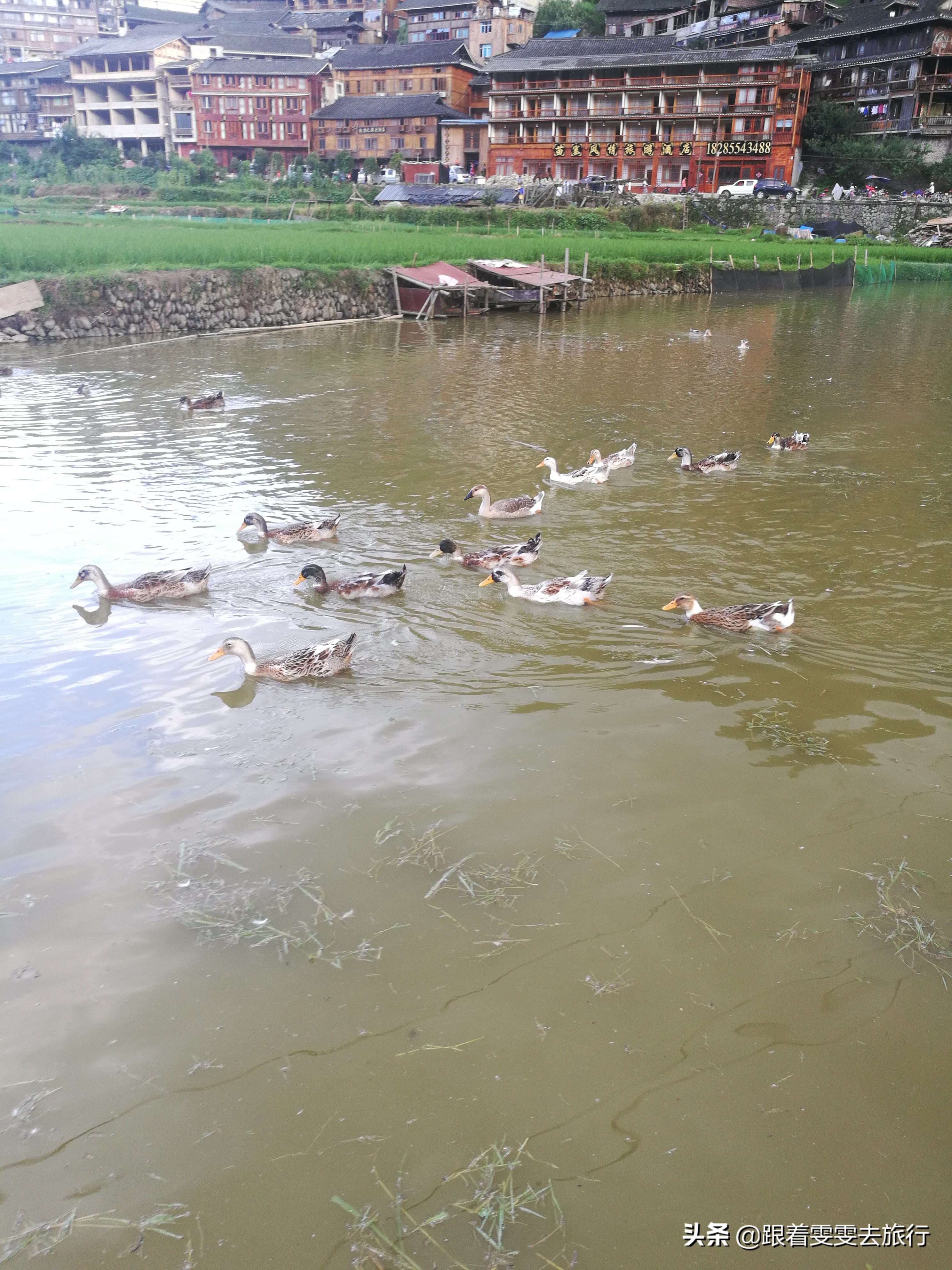 西江千户苗寨游记300字,七彩贵州之西江千户苗寨