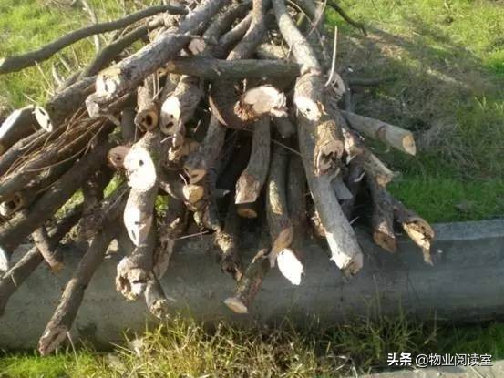 小区绿化日常养护工作内容,小区绿化养护多少钱一个平方