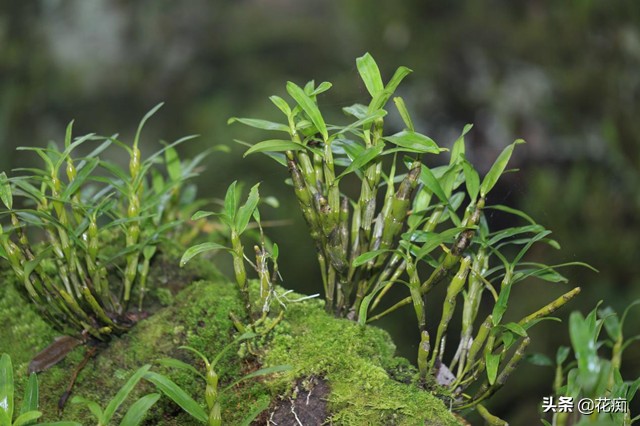 铁皮石斛怎么养长得快用什么肥,铁皮石斛的养法和注意事项