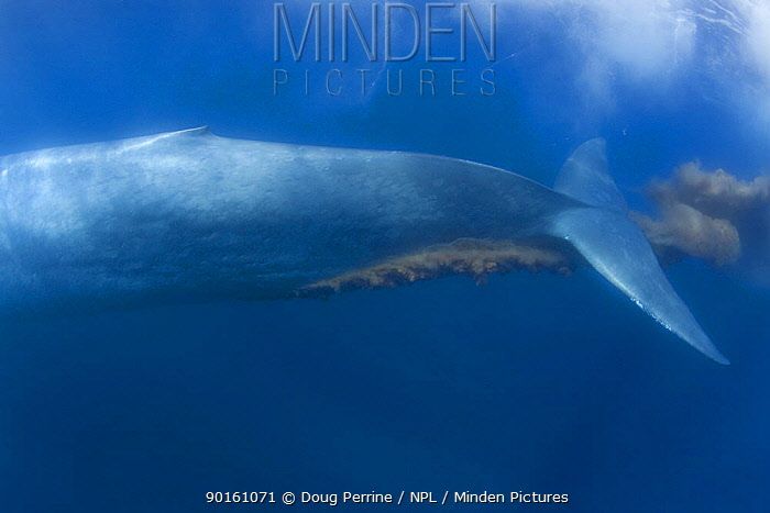 蓝鲸的进化史是什么,脆弱的巨人蓝鲸