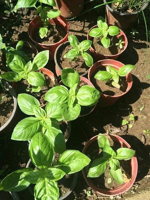 一场知识交换：你教我用罗勒做菜，我教你用盆种出罗勒