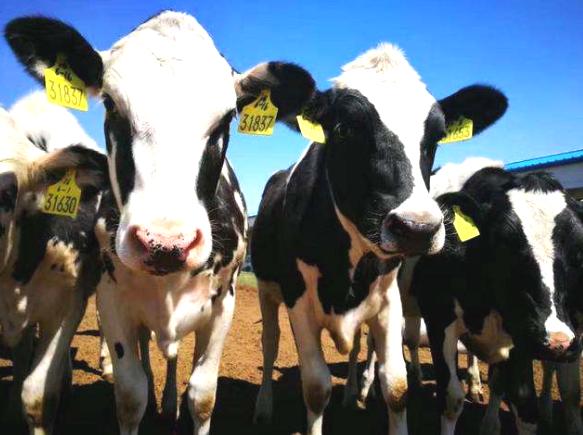 雀巢美赞臣哪种奶粉好,雀巢美赞臣的奶粉哪个好