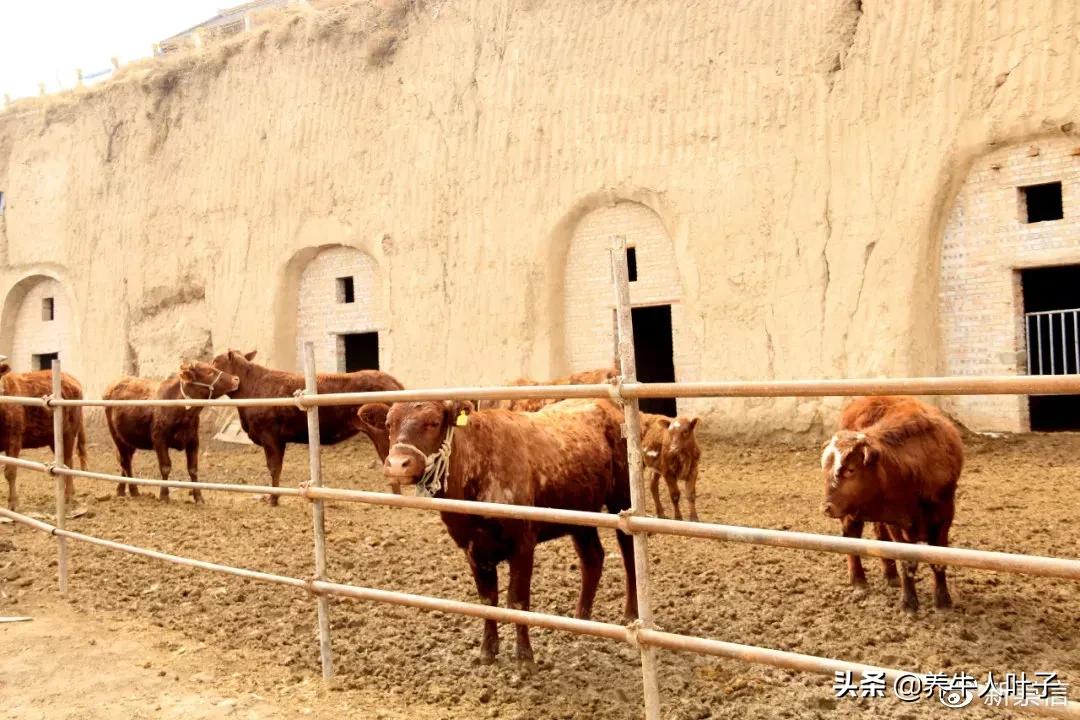 母牛出现流产征兆最佳治疗方法,母牛陆续流产怎么回事