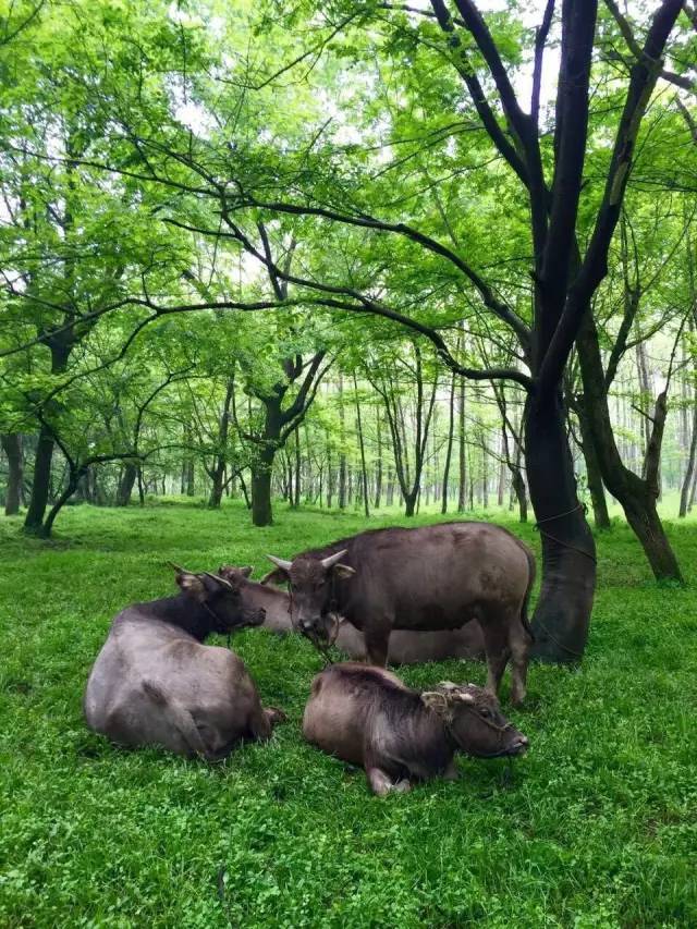 杭州桐洲岛旅游,富阳皮划艇旅游攻略路线