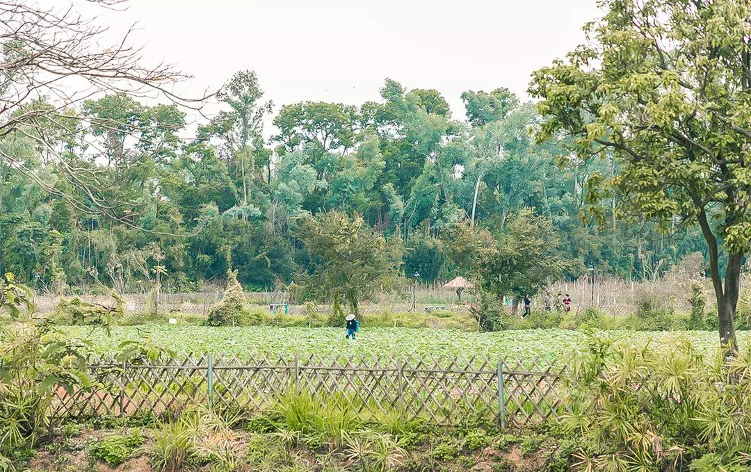 观澜算深圳偏僻的地方吗,观澜有没有价值