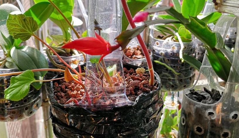 塑料瓶养花的正确方法,适合养花的塑料瓶