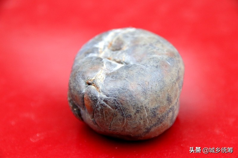 孙先生喜获鸡蛋一般大小的“鸡宝”