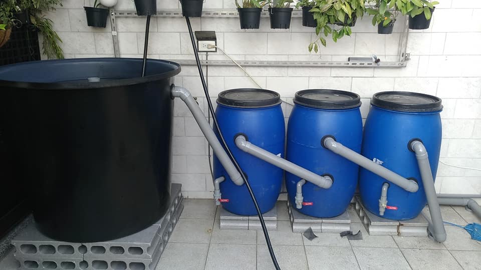 鱼菜共生系统硝化池里放什么,鱼菜共生硝化过滤系统技术讲解