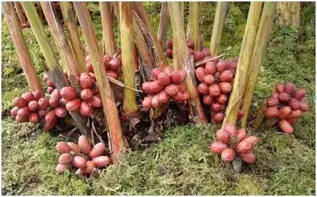 种养商机,最新致富项目养殖