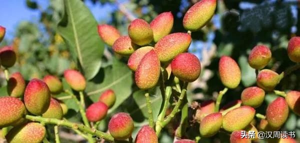 维吾尔族世代流传的“人间圣果”——巴旦姆