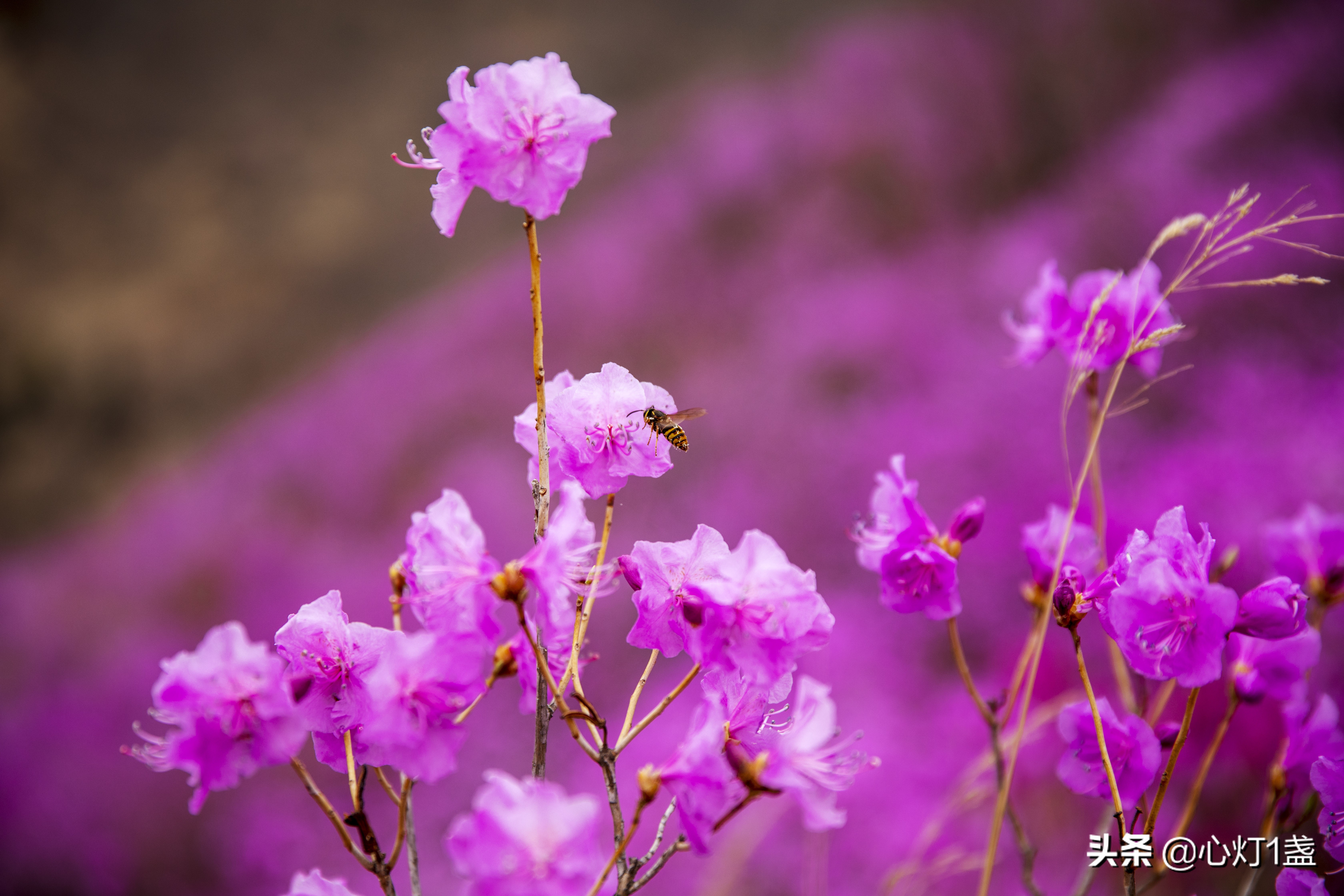 岫岩映山红什么季节开,岫岩映山红花期开多久