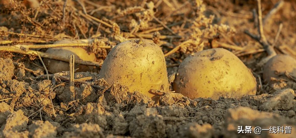 研究发现吃东西让人愉悦,研究发现美食使人快乐