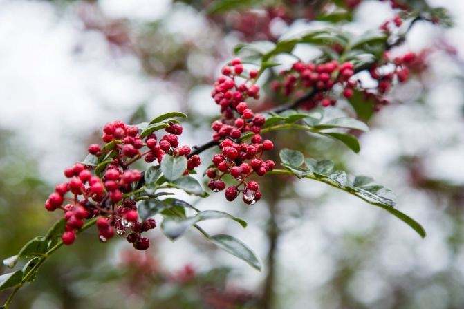 不打农药花椒怎么修剪能高产,如何更高效采摘花椒
