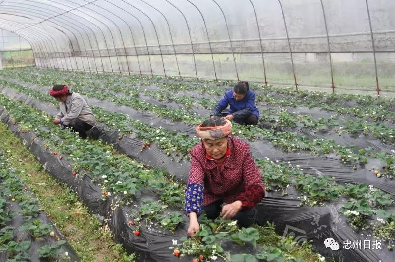 白石山林区生态环境,白石镇竹海