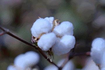 养活大量人口的粮食作物,正宗新疆新棉花大量上市