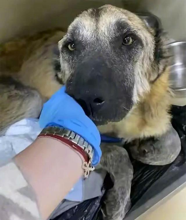 繁殖犬的一生悲惨,一只繁殖犬一辈子能繁殖几窝