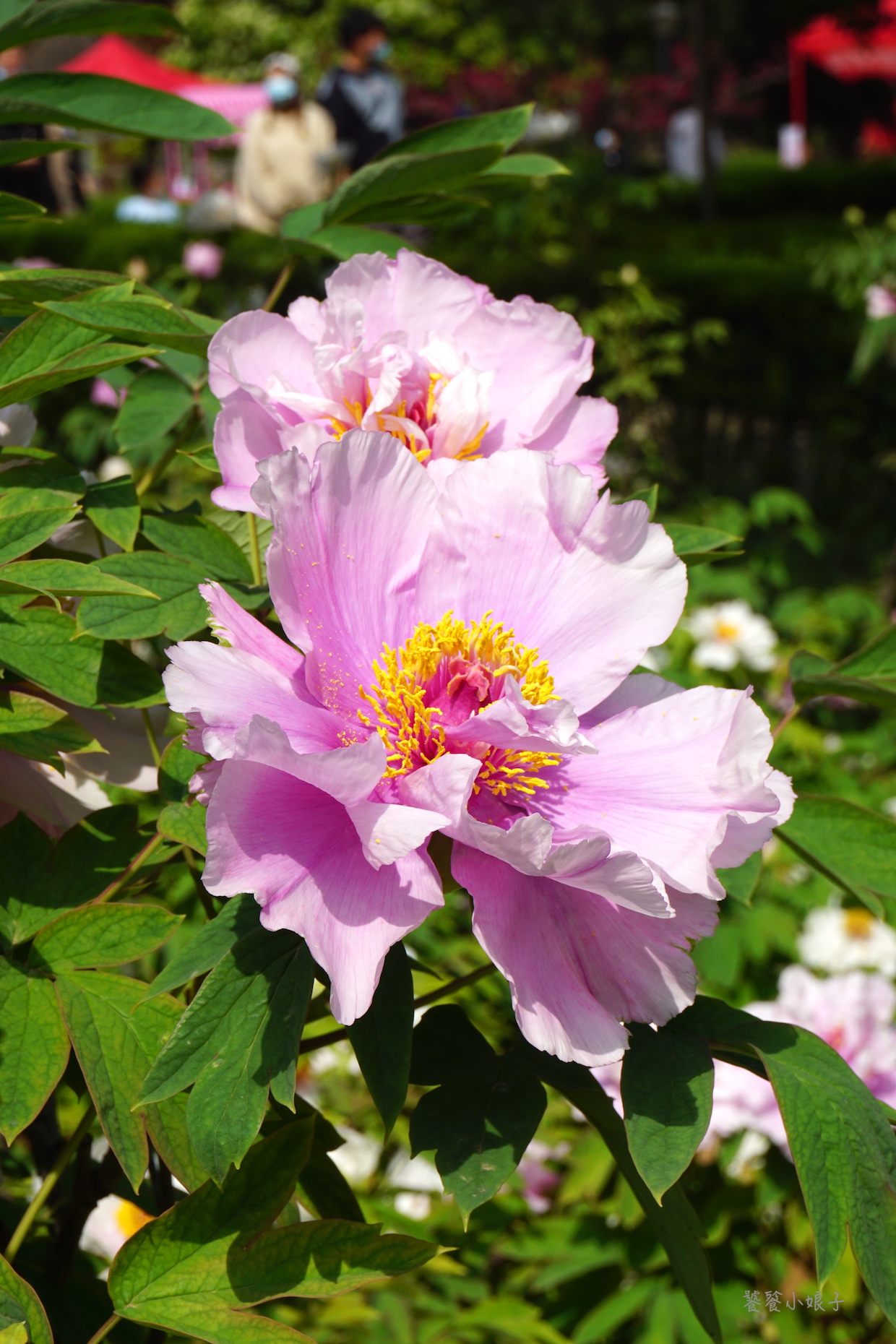 自驾游去洛阳看牡丹攻略,谁家牡丹甲天下