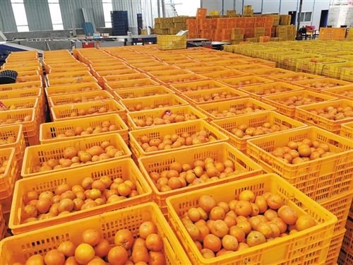 如何把柑橘打开销路,种柑橘增加收益的十条建议