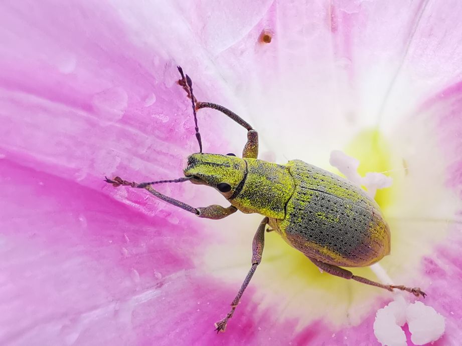 鐢樿柉铓佽薄鍗卞,鐢樿柉铓佽薄鐥囩姸