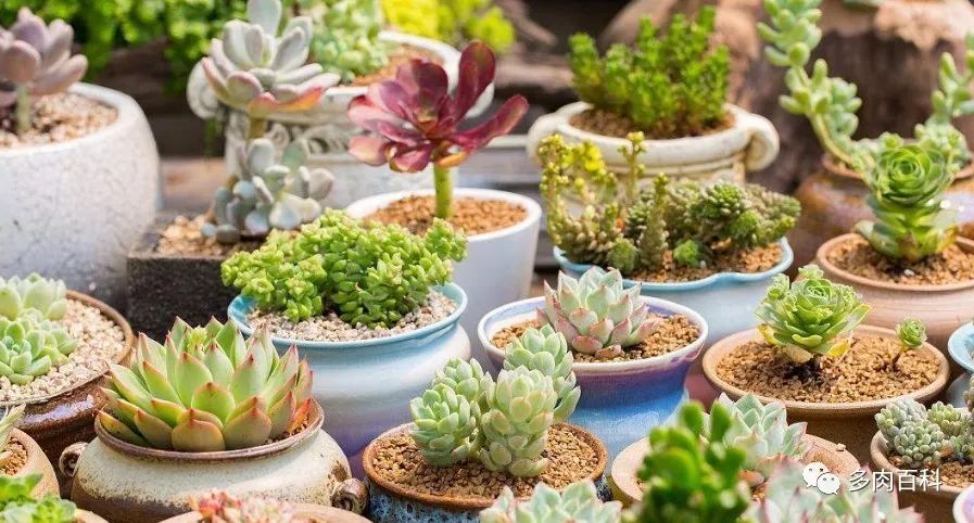 多肉植物能喷叶面水吗,水养多肉植物怎么养