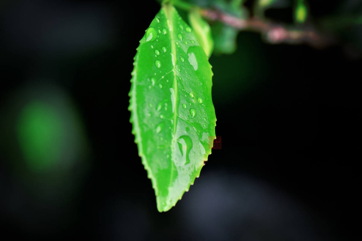 从业十年我所经历的火爆和低迷,茶行业真实揭露