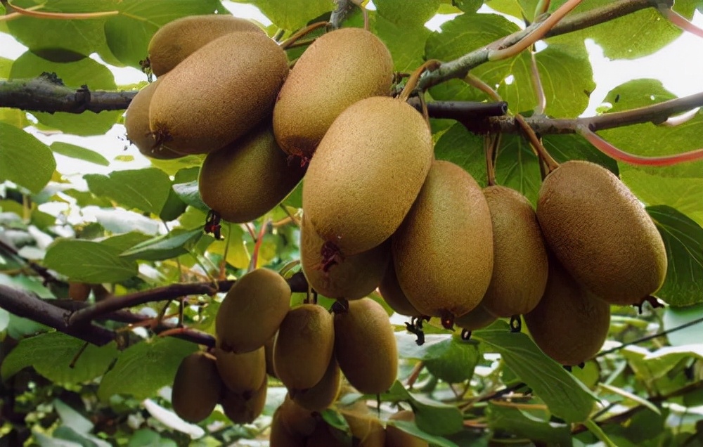 猕猴桃冬季吃好不好,你知道多吃猕猴桃的好处吗