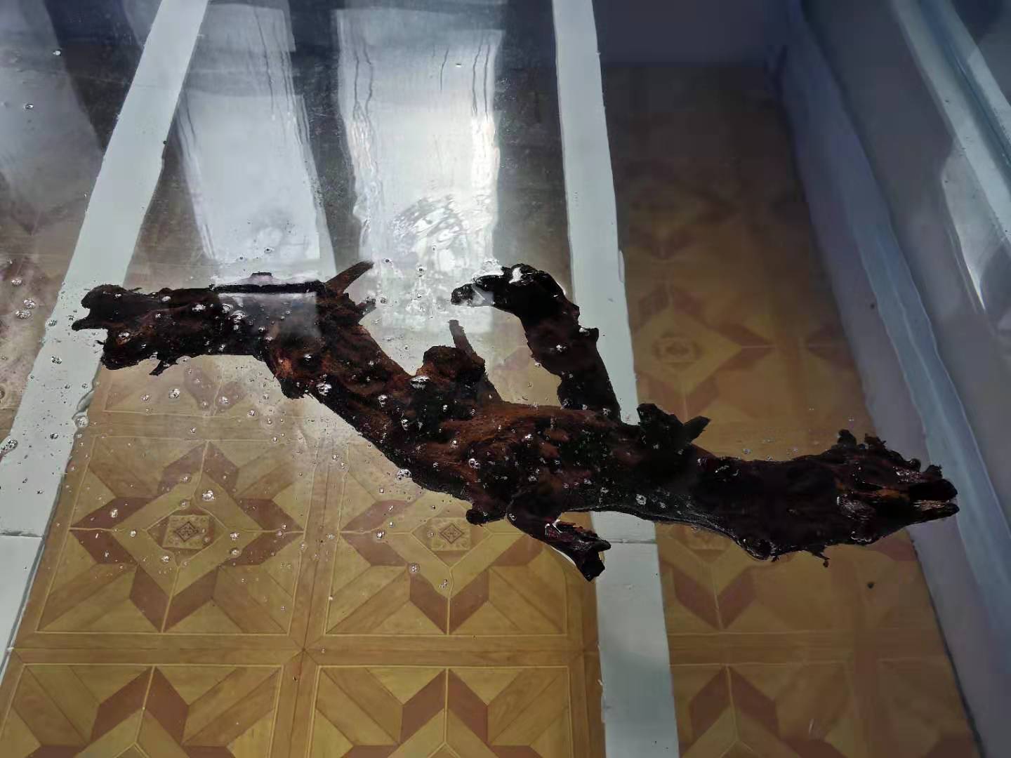 买观赏鱼最好买哪个鱼,买观赏鱼应该注意什么