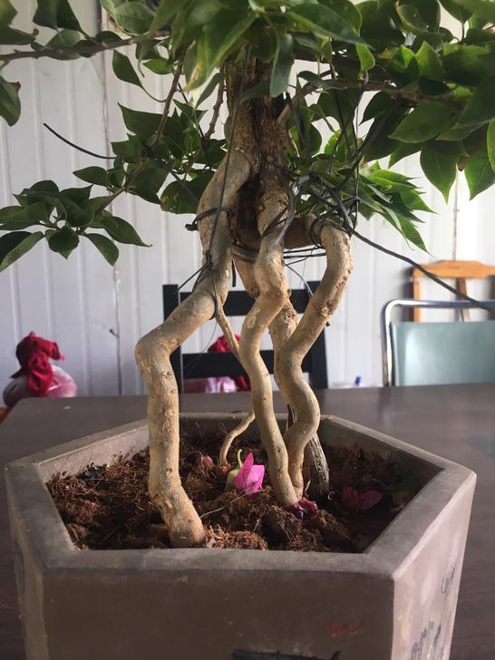 这三种花越养越值钱,这三种花千万不要养在家里