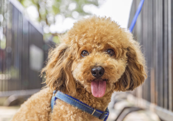 泰迪怎样不乱吃东西不乱咬,泰迪不吃狗粮100%成功