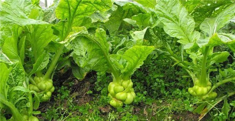 涪陵榨菜未来还能增长吗 (涪陵榨菜能值500亿吗)