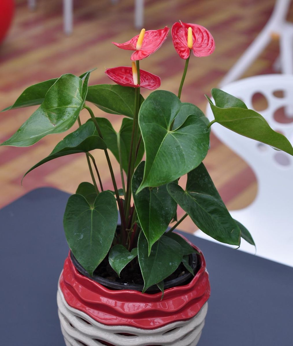 红掌干枯怎么处理,红掌刚出头就干枯是怎么回事