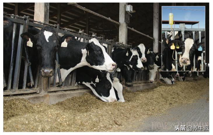 养牛必要要懂得牛腹胀的急救方法,养牛常备八种药救牛一命