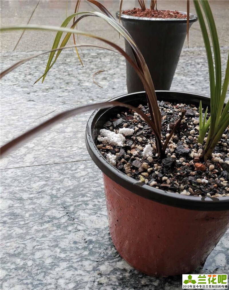 兰花叶片病害症状,兰花叶子脱水的表现