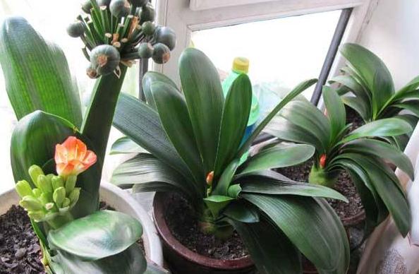 君子兰盆栽怎么处理,怎么防止君子兰烂根