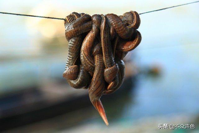 蚂蝗吸血时会传染寄生虫吗,误吞了蚂蝗怎么办