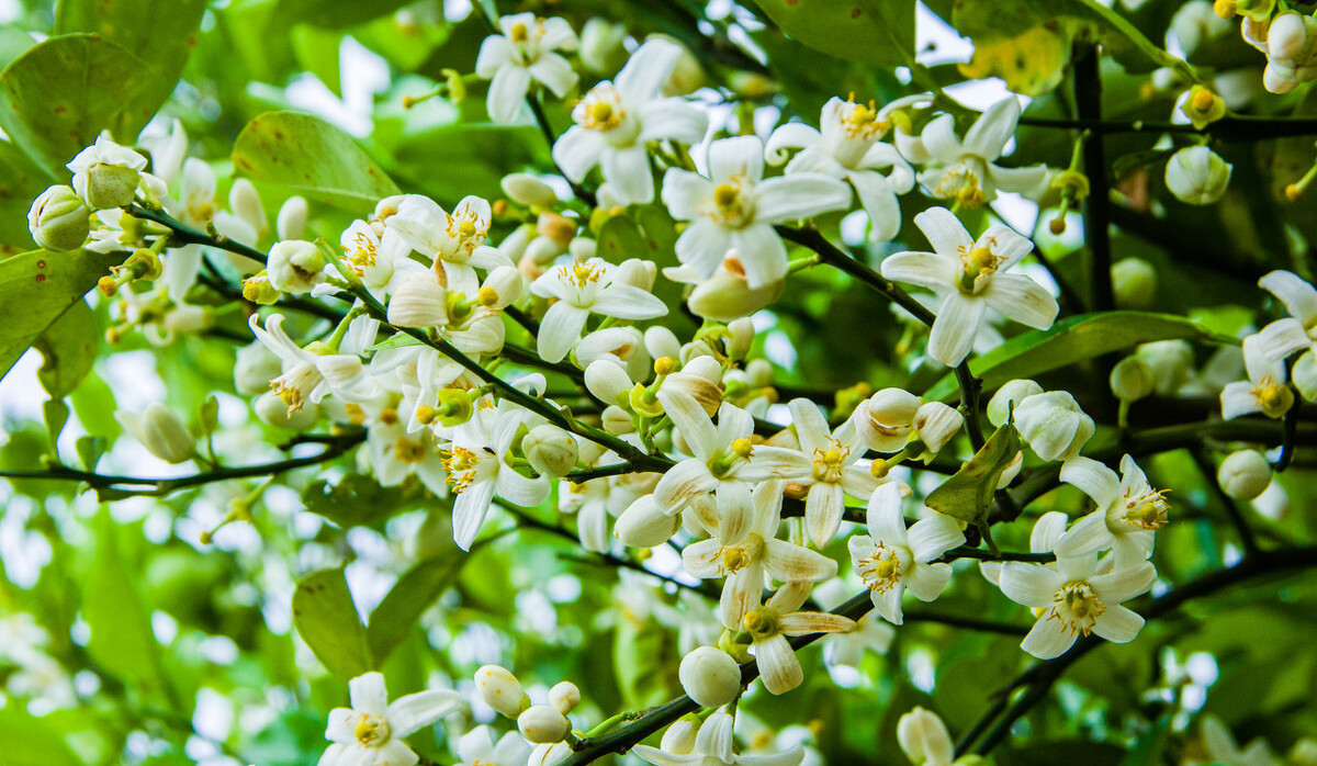 家门口种什么果树最好最旺财,客厅种什么果树旺宅还好养