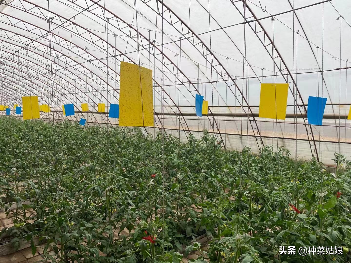 种菜总是长虫怎么处理,种菜里有小蚜虫怎么办